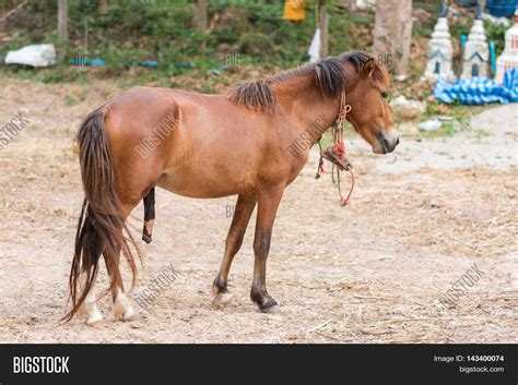 caballos porn